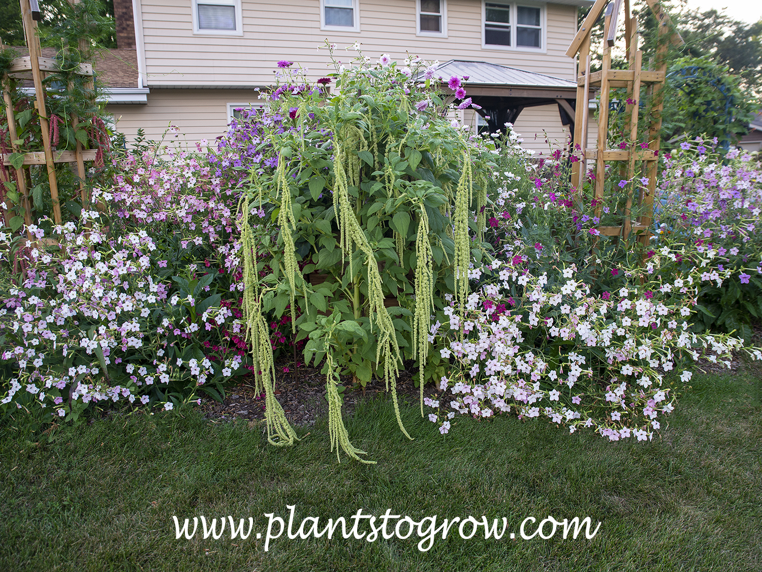 Green Tails Amaranth (Amaranthus caudatus)
This plant is over 5 feet tall. The flowering plants on the side are Nicotiana 'Bella' and in the back Nicotiana 'Cranberry Isle'